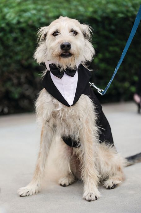 Pups are welcome at San Diego Humane Society’s 36th annual Fur Ball on Oct. 1 PHOTO COURTESY OF BRANDS