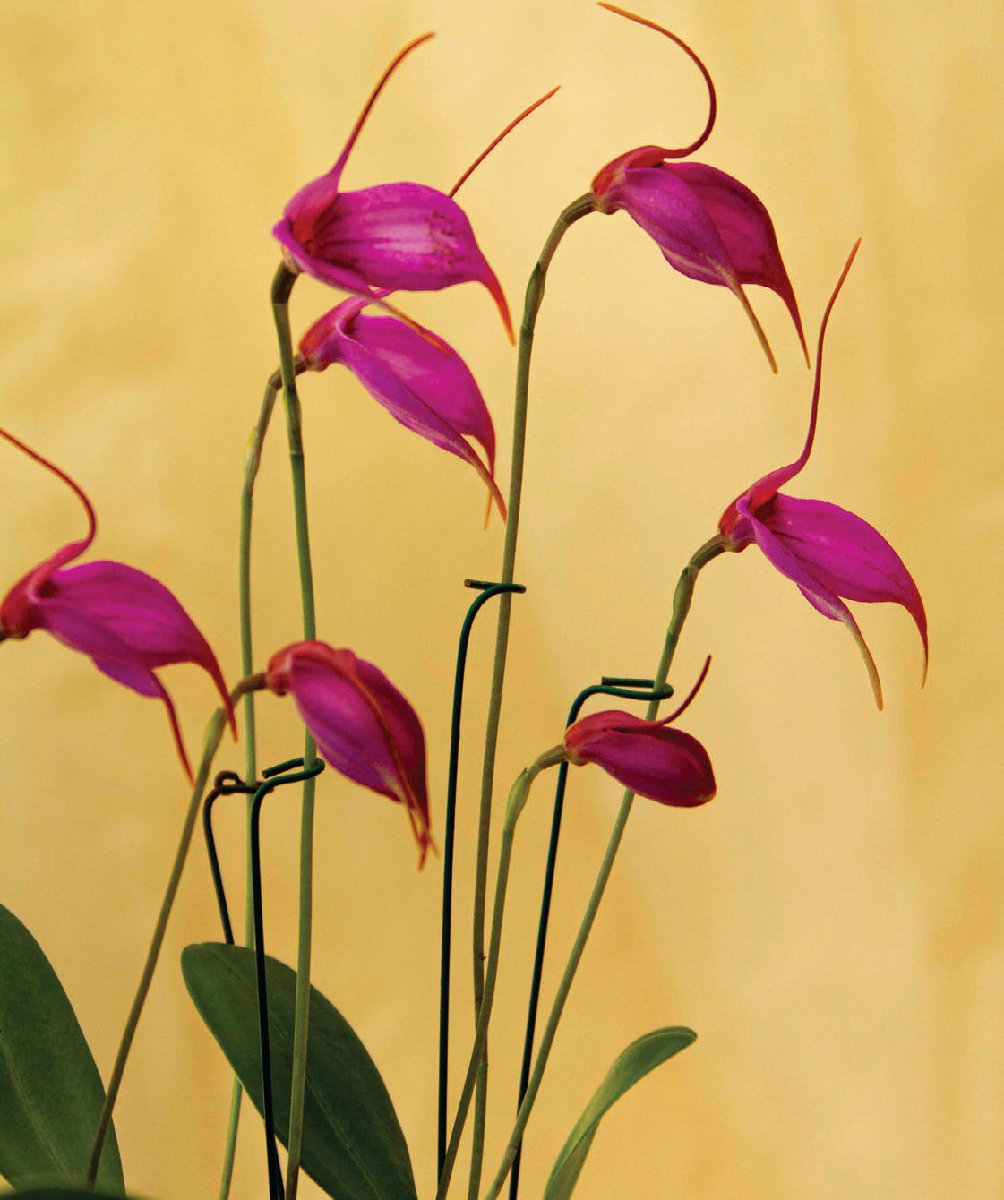 Visit San Diego Botanic Garden through June 12 to view its World of Orchids exhibition. PHOTO BY RACHEL COBB