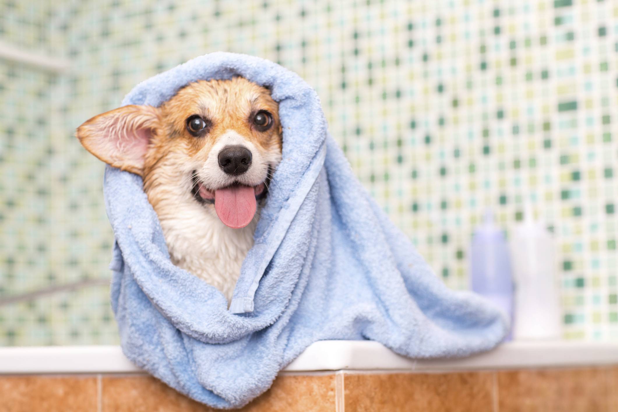 dog-bath-credit-primipil-getty-images.jpg